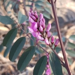 Indigofera australis subsp. australis (Australian Indigo) at Hawker, ACT - 26 Aug 2020 by tpreston