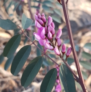 Indigofera australis subsp. australis at Hawker, ACT - 26 Aug 2020