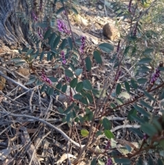 Indigofera australis subsp. australis at Hawker, ACT - 26 Aug 2020