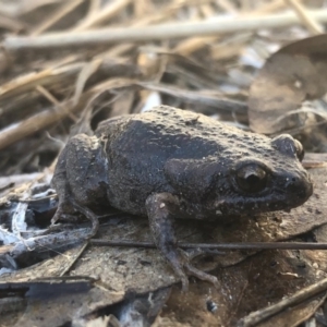 Uperoleia laevigata at Thurgoona, NSW - 26 Aug 2020