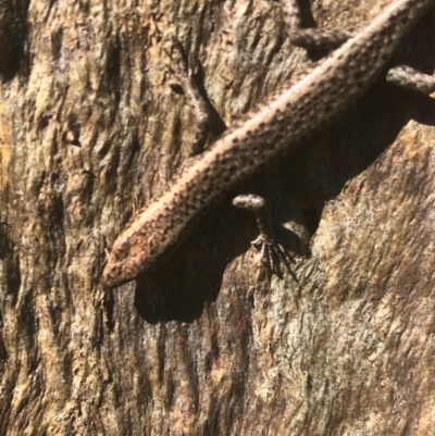 Cryptoblepharus pannosus (Ragged Snake-eyed Skink) at Charles Sturt University - 26 Aug 2020 by DamianMichael