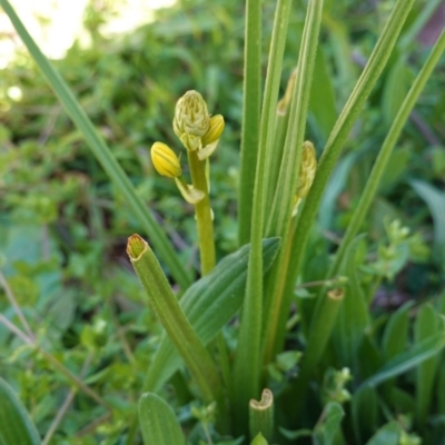 Bulbine bulbosa (Golden Lily) at Hughes Grassy Woodland - 26 Aug 2020 by JackyF