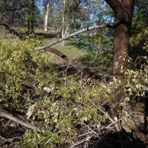 Clematis leptophylla at Deakin, ACT - 26 Aug 2020