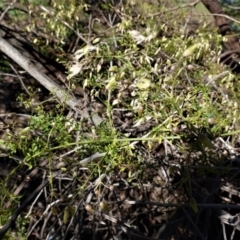 Clematis leptophylla at Deakin, ACT - 26 Aug 2020