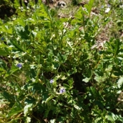 Erodium crinitum at Deakin, ACT - 26 Aug 2020