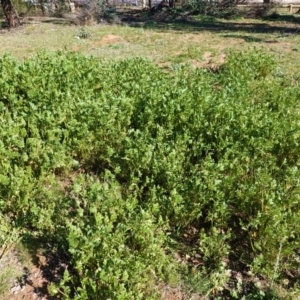 Erodium crinitum at Deakin, ACT - 26 Aug 2020