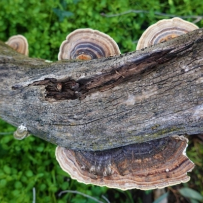Trametes versicolor (Turkey Tail) at Deakin, ACT - 20 Aug 2020 by JackyF