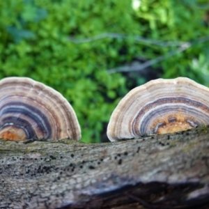 Trametes versicolor at Deakin, ACT - 20 Aug 2020