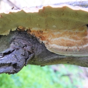 Trametes versicolor at Deakin, ACT - 20 Aug 2020