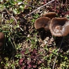 zz agaric (stem; gills not white/cream) at Red Hill to Yarralumla Creek - 16 Aug 2020 by JackyF