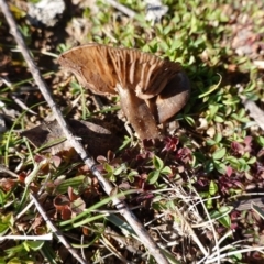 zz agaric (stem; gills not white/cream) at Deakin, ACT - 17 Aug 2020 09:59 AM