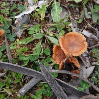 Laccaria sp. (Laccaria) at Hughes Grassy Woodland - 20 Aug 2020 by JackyF