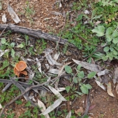 Laccaria sp. at Hughes, ACT - 20 Aug 2020