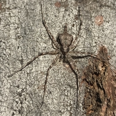 Tamopsis sp. (genus) (Two-tailed spider) at Acton, ACT - 26 Aug 2020 by lydialuc