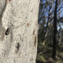 Tamopsis sp. (genus) at Acton, ACT - 26 Aug 2020