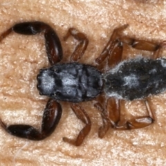Holoplatys sp. (genus) (Unidentified Holoplatys jumping spider) at Majura, ACT - 26 Aug 2020 by jb2602