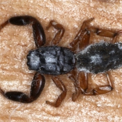 Holoplatys sp. (genus) (Unidentified Holoplatys jumping spider) at Mount Ainslie - 26 Aug 2020 by jb2602