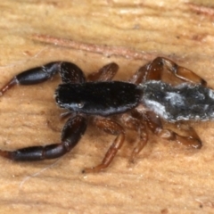 Holoplatys sp. (genus) at Majura, ACT - 26 Aug 2020
