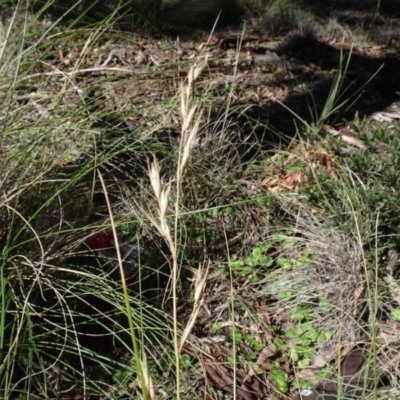 Rytidosperma pallidum (Red-anther Wallaby Grass) at Cuumbeun Nature Reserve - 26 Aug 2020 by AndyRussell