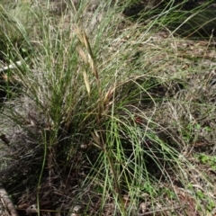 Rytidosperma pallidum at Carwoola, NSW - 26 Aug 2020