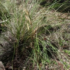 Rytidosperma pallidum at Carwoola, NSW - 26 Aug 2020 02:06 PM