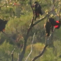 Calyptorhynchus lathami (Glossy Black-Cockatoo) at Vincentia, NSW - 5 Jul 2020 by tomtomward