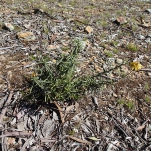 Xerochrysum viscosum at Carwoola, NSW - 26 Aug 2020