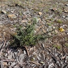 Xerochrysum viscosum (Sticky Everlasting) at Carwoola, NSW - 26 Aug 2020 by AndyRussell