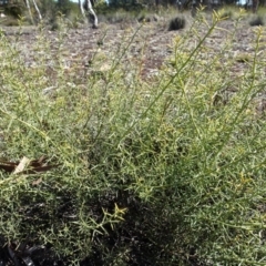 Daviesia genistifolia at Carwoola, NSW - 26 Aug 2020