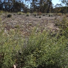 Daviesia genistifolia at Carwoola, NSW - 26 Aug 2020