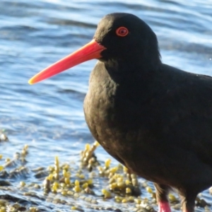 Haematopus fuliginosus at Hyams Beach, NSW - 5 Jul 2020