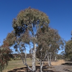 Eucalyptus mannifera (Brittle Gum) at Carwoola, NSW - 26 Aug 2020 by AndyRussell