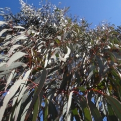 Eucalyptus mannifera at QPRC LGA - 26 Aug 2020