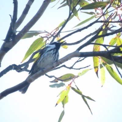 Phylidonyris niger (White-cheeked Honeyeater) at Booderee National Park - 6 Jul 2020 by tomtomward