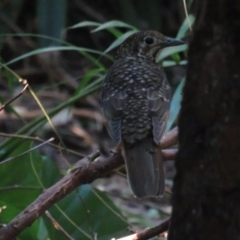 Zoothera lunulata (Bassian Thrush) at Booderee National Park - 6 Jul 2020 by tomtomward