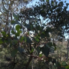Eucalyptus polyanthemos (Red Box) at Cuumbeun Nature Reserve - 26 Aug 2020 by AndyRussell
