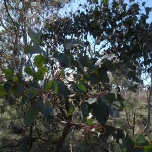 Eucalyptus polyanthemos at Carwoola, NSW - 26 Aug 2020