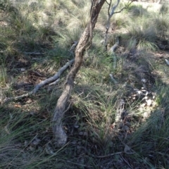 Eucalyptus polyanthemos at Carwoola, NSW - 26 Aug 2020