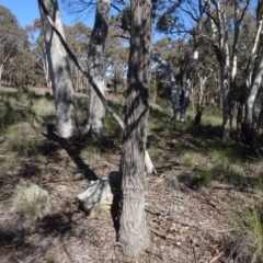 Eucalyptus macrorhyncha (Red Stringybark) at Cuumbeun Nature Reserve - 26 Aug 2020 by AndyRussell