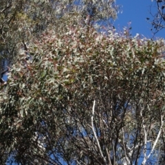 Eucalyptus macrorhyncha at Carwoola, NSW - 26 Aug 2020