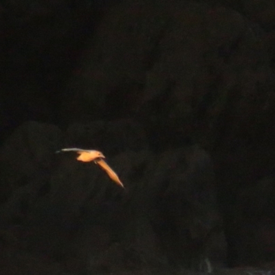 Morus serrator (Australasian Gannet) at Jervis Bay, JBT - 6 Jul 2020 by tomtomward