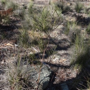 Acacia dawsonii at Carwoola, NSW - 26 Aug 2020