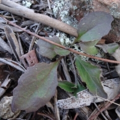 Goodenia hederacea (Ivy Goodenia) at Carwoola, NSW - 26 Aug 2020 by AndyRussell