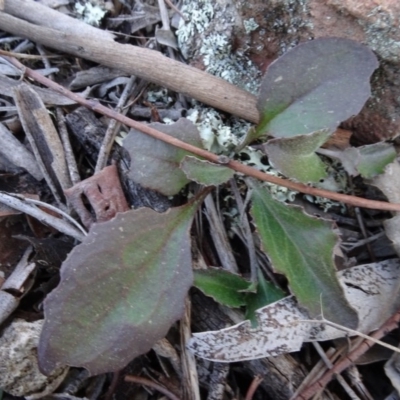 Goodenia hederacea (Ivy Goodenia) at Carwoola, NSW - 26 Aug 2020 by AndyRussell