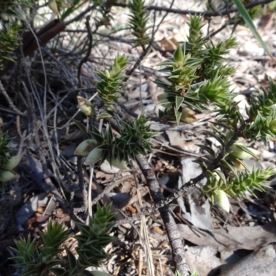 Melichrus urceolatus (Urn Heath) at Cuumbeun Nature Reserve - 26 Aug 2020 by AndyRussell