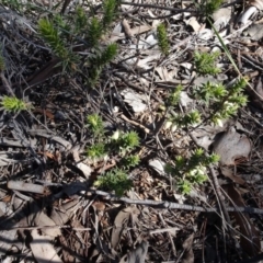 Melichrus urceolatus at Carwoola, NSW - 26 Aug 2020