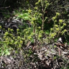 Pultenaea procumbens (Bush Pea) at Carwoola, NSW - 26 Aug 2020 by AndyRussell