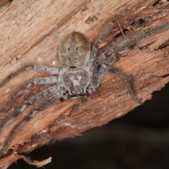 Isopeda sp. (genus) (Huntsman Spider) at Majura, ACT - 26 Aug 2020 by jb2602