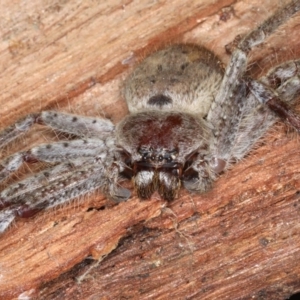 Isopeda sp. (genus) at Majura, ACT - 26 Aug 2020