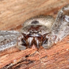 Isopeda sp. (genus) at Majura, ACT - 26 Aug 2020